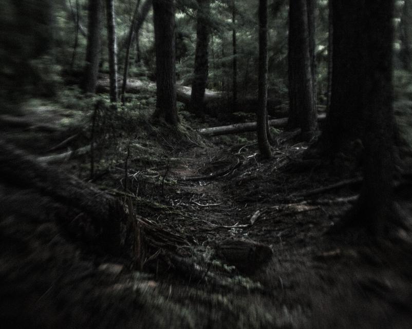 Woods path next to the White River, None