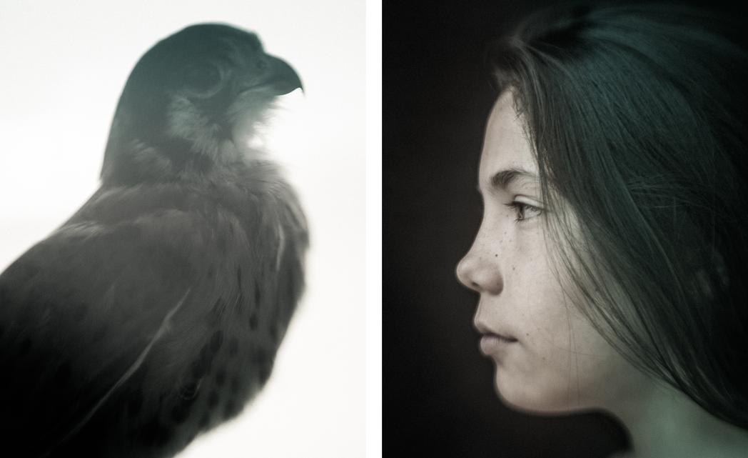 That little hawk in the case at PDX / L, McCall, ID, None