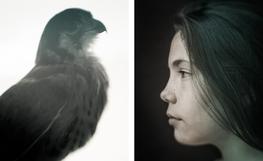 That little hawk in the case at PDX / L, McCall, ID, None