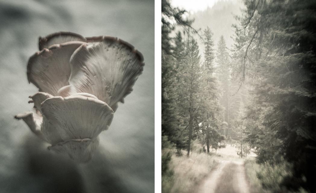 Mushrooms / Forest track in Idaho, None