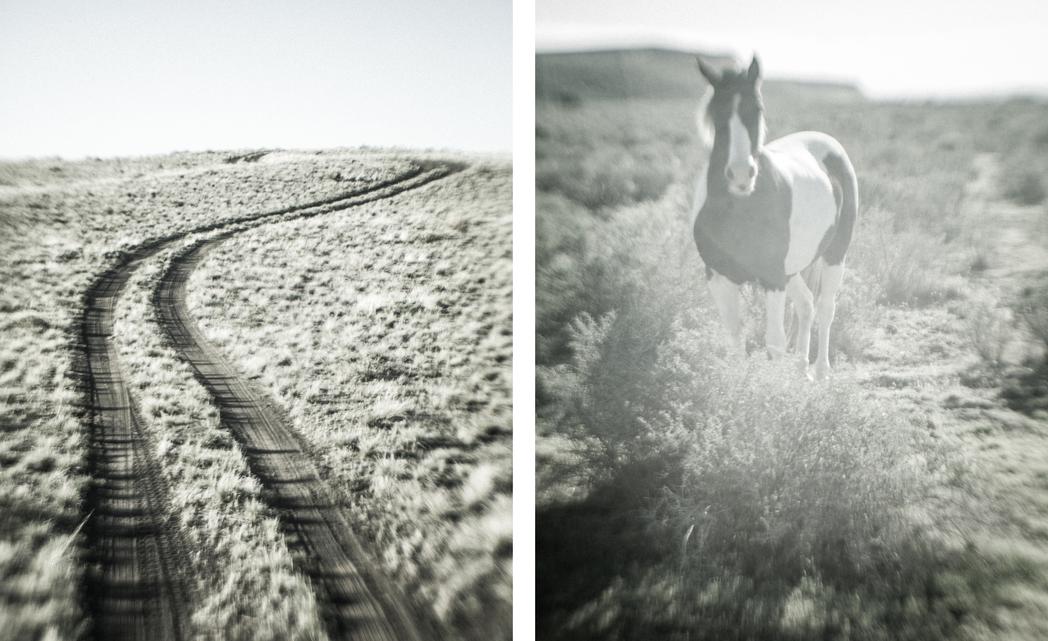 Two track near Diamond / Horse off HWY 205, None