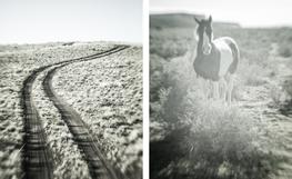 Two track near Diamond / Horse off HWY 205, None