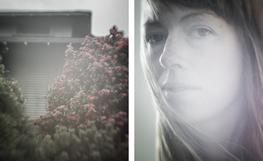 Camellias on Capitol Hill / Julie Hotz, None