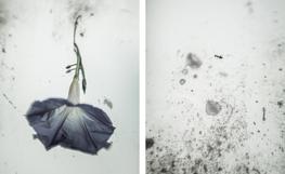 Morning glory / Ant, None