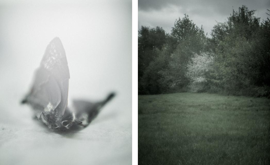 Moth from the pavement outside FedEx / pasture in the Gorge, None