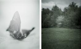 Moth from the pavement outside FedEx / pasture in the Gorge, None