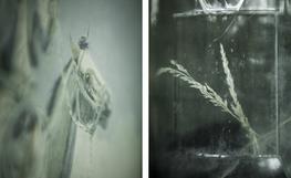 Liz's Porch, BC, None