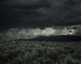 Sage brush, EO, None