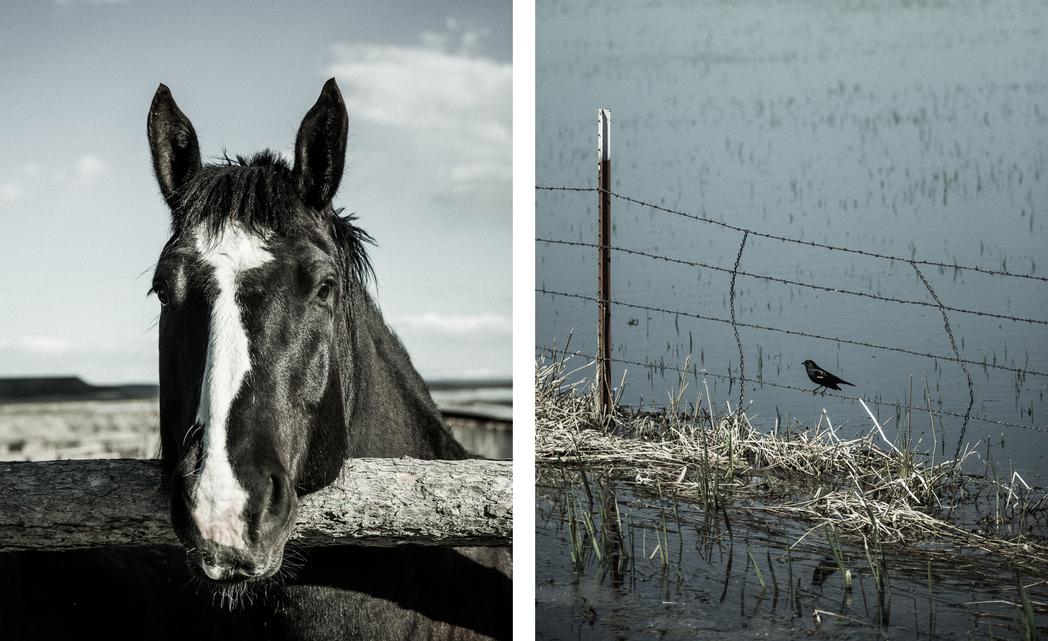 "Common Ground", Audubon