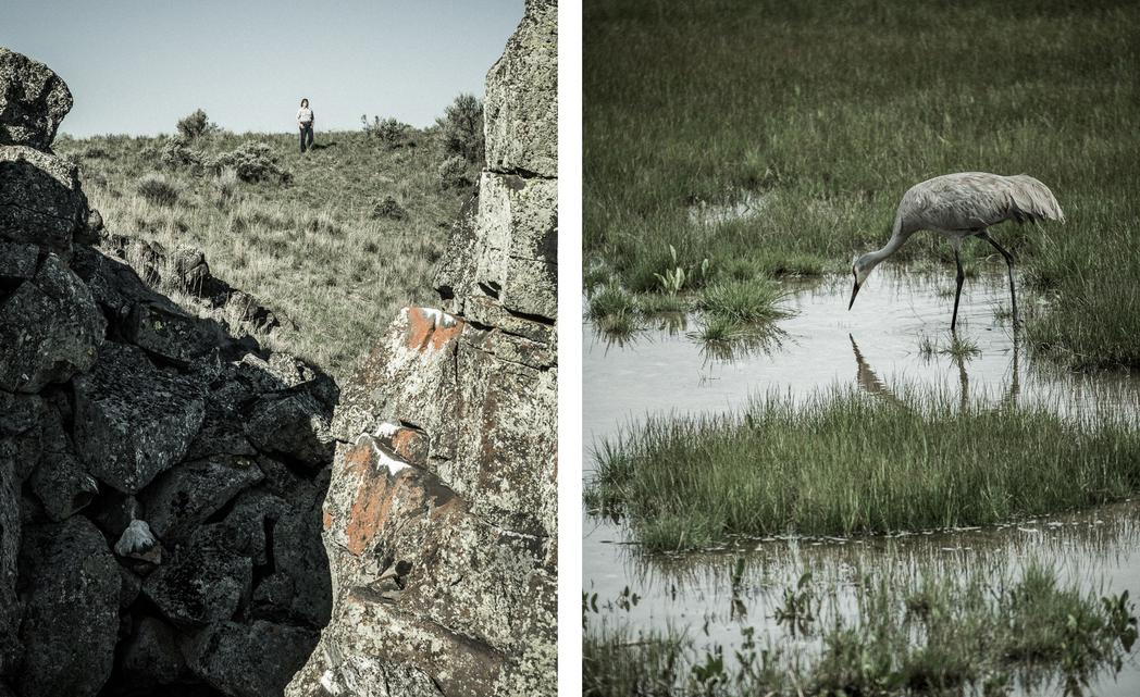 "Common Ground", Audubon