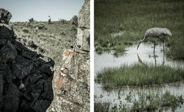 "Common Ground", Audubon