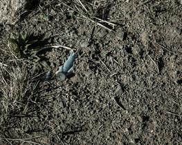 "Common Ground", Audubon