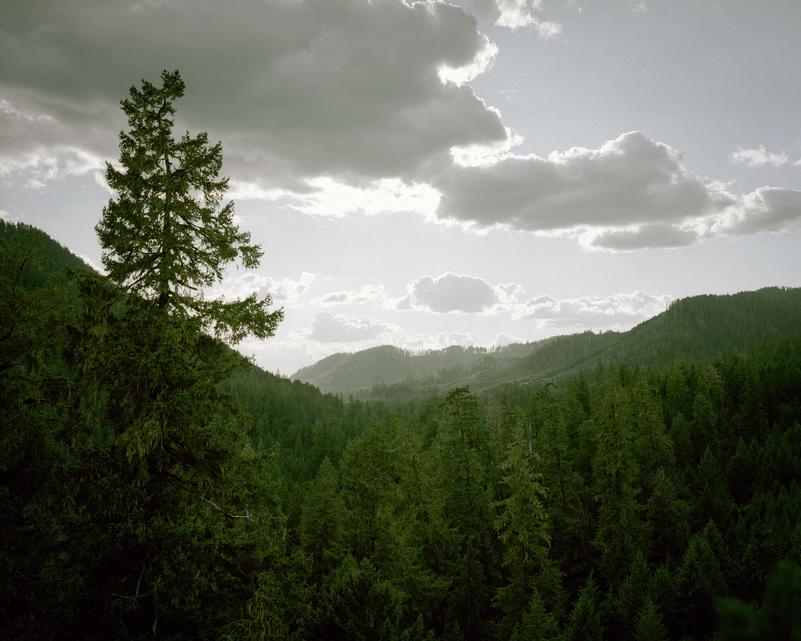 "Taking Tree Hugging To New Heights", The Wall Street Journal