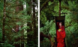 "Taking Tree Hugging To New Heights", The Wall Street Journal